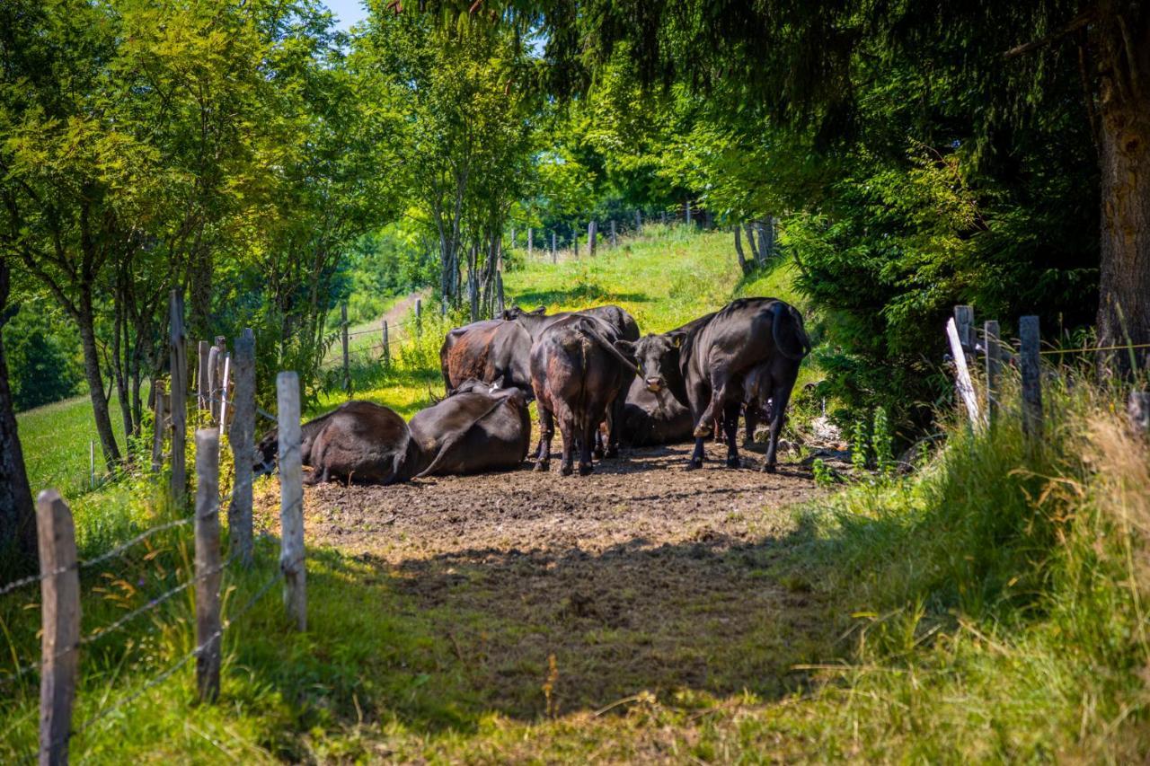Daarhof Lägenhet Wagrain Exteriör bild